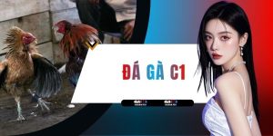 Trải Nghiệm Đá Gà C1 Đẳng Cấp Tại Sân Chơi Top 1 Năm 2026