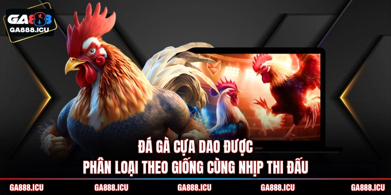 Đá gà cựa dao được phân loại theo giống cùng nhịp thi đấu