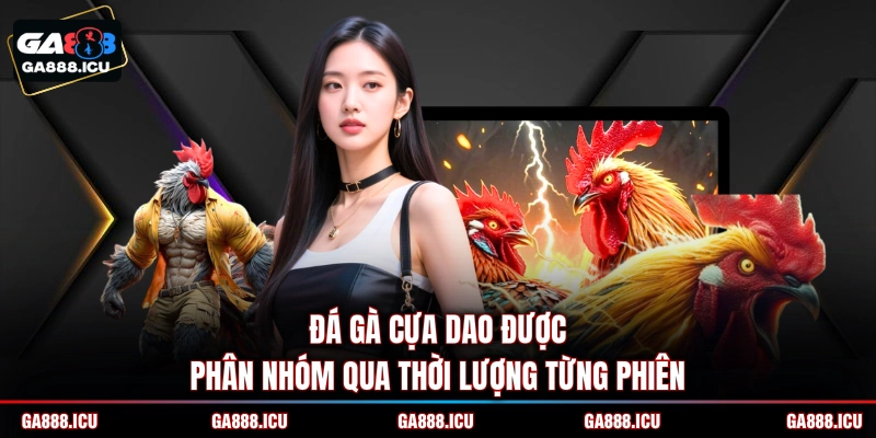 Đá gà cựa dao được phân nhóm qua thời lượng từng phiên